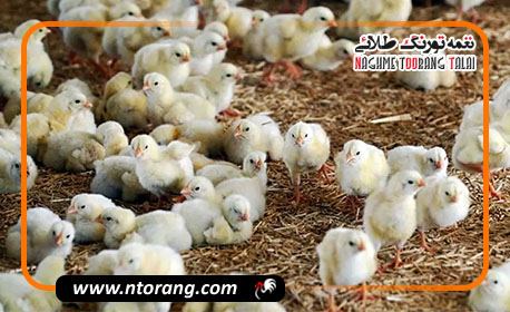 صدور مجوز جوجه‌ریزی بیش از ۵۶ میلیون قطعه طیور در آذربایجان غربی